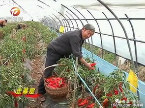 浓浓春意正当时，蔬菜种植户的忙碌季节