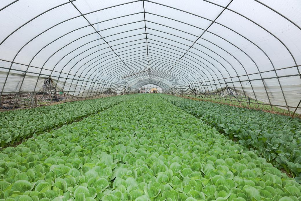 走进蔬菜种植基地、现代化中央厨房!武汉学院筑牢师生&ldquo;舌尖安全&rdquo;透明防线