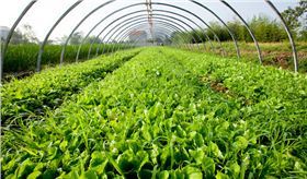 【蔬菜种植技术】蔬菜种植常用冲施肥有哪些?