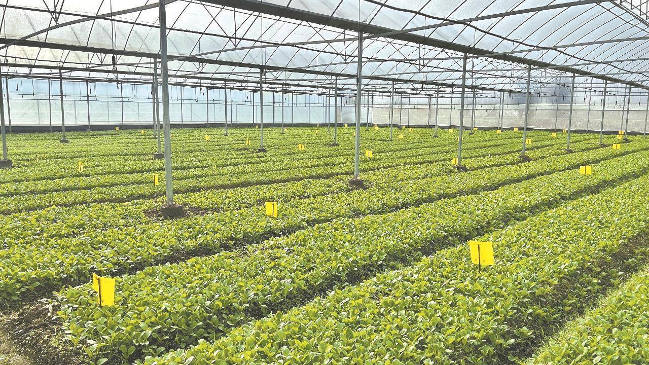韶关始兴:4.6万亩冬种蔬菜陆续下种开耕_种植_温室大棚_农业