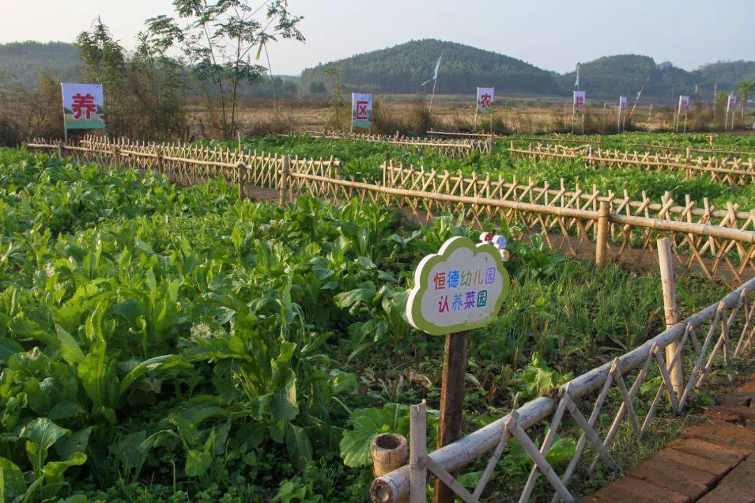 认养专属菜地，体验农耕乐趣——兴宾区平安村蔬菜种植新体验