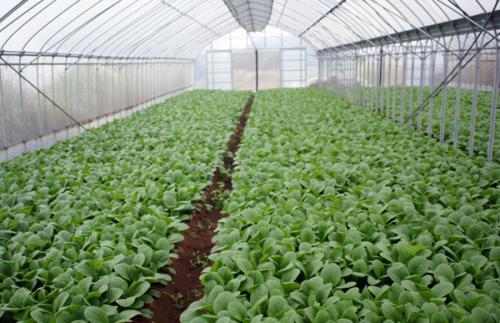 大棚蔬菜种植全指南 从建棚到收获的实用技术
